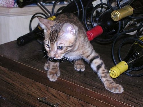 Lancelot Get me out of the wine